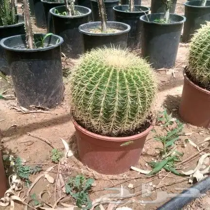 نخل واشنطن 9