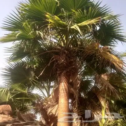 نخل واشنطن 7