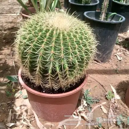 نخل واشنطن 8