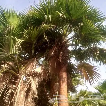 نخل واشنطن 1
