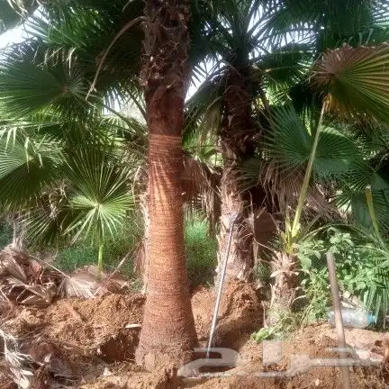 نخل واشنطن 0
