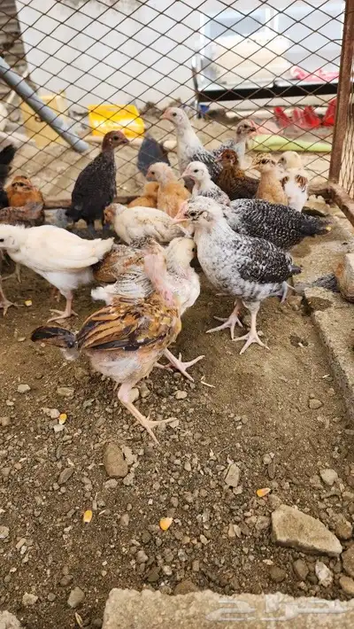 صوص بلدي فواتح 1