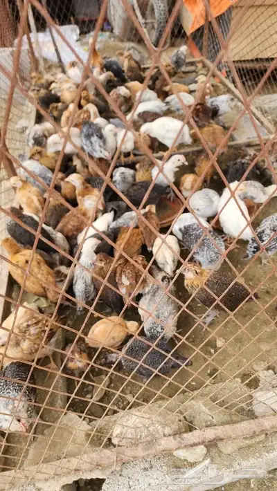 صوص بلدي فواتح 2