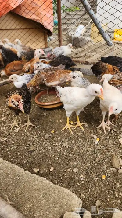 صوص بلدي فواتح 4