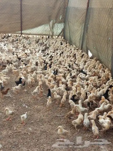 صوص بلدي للبيع 0