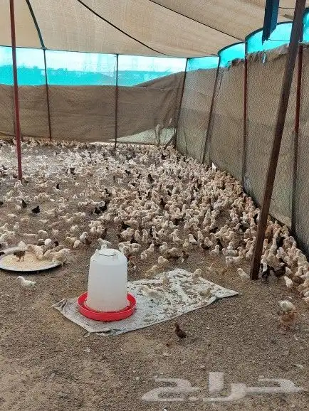 صوص بلدي للبيع 1