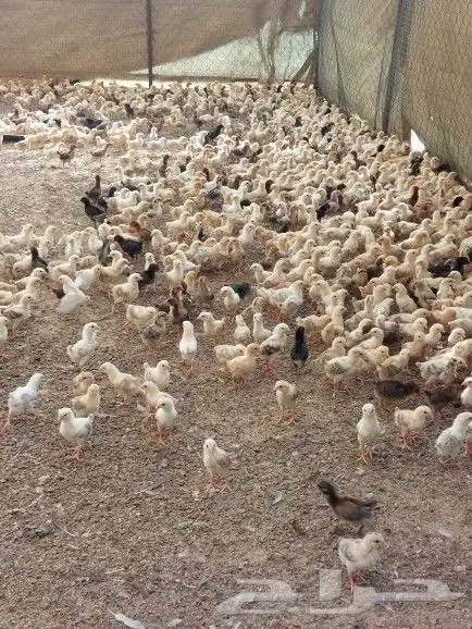 صوص بلدي للبيع 2