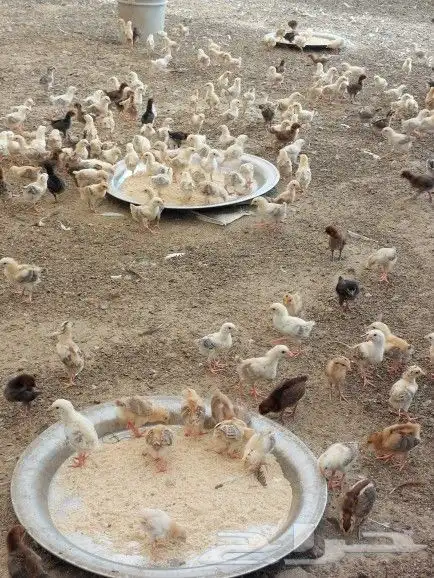 صوص بلدي للبيع 3