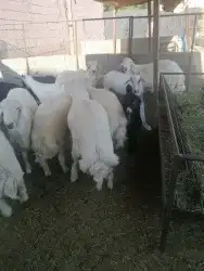 اضاحي طليان طايفيه وتيوس جنوبيه 1