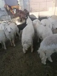 اضاحي طليان طايفيه وتيوس جنوبيه 0