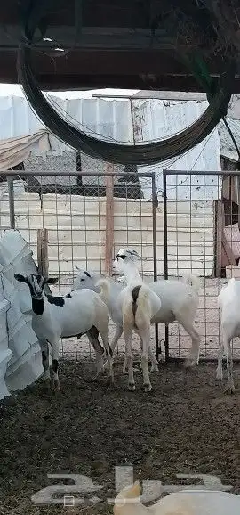 اضاحي طليان طايفيه وتيوس جنوبيه 4