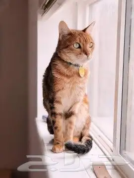 عياده القطط المتنقله 0