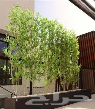 تنسيق حدائق وكل ما يخص الحديقه للتواصل معنا 2