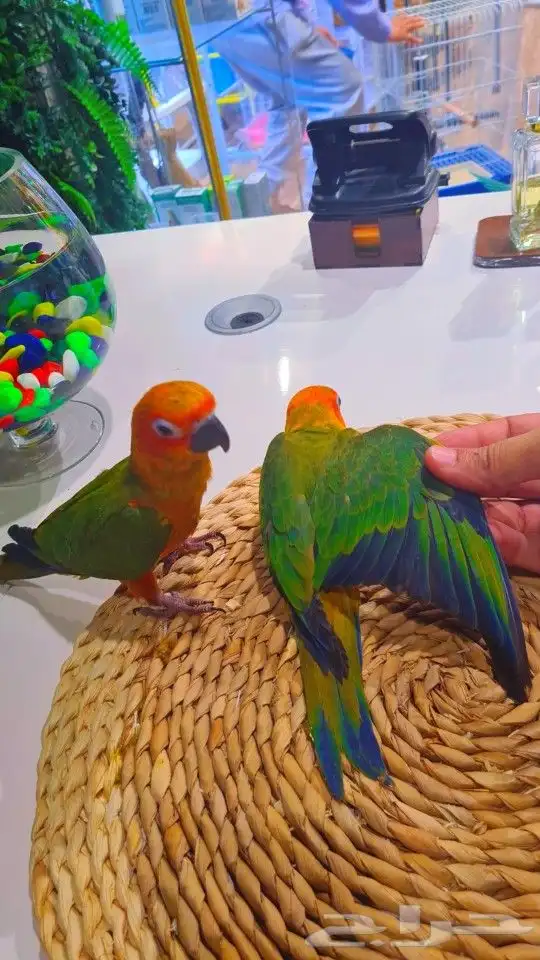 فروخ صن كنيور ((( 650 ريال))) تم البيع 33