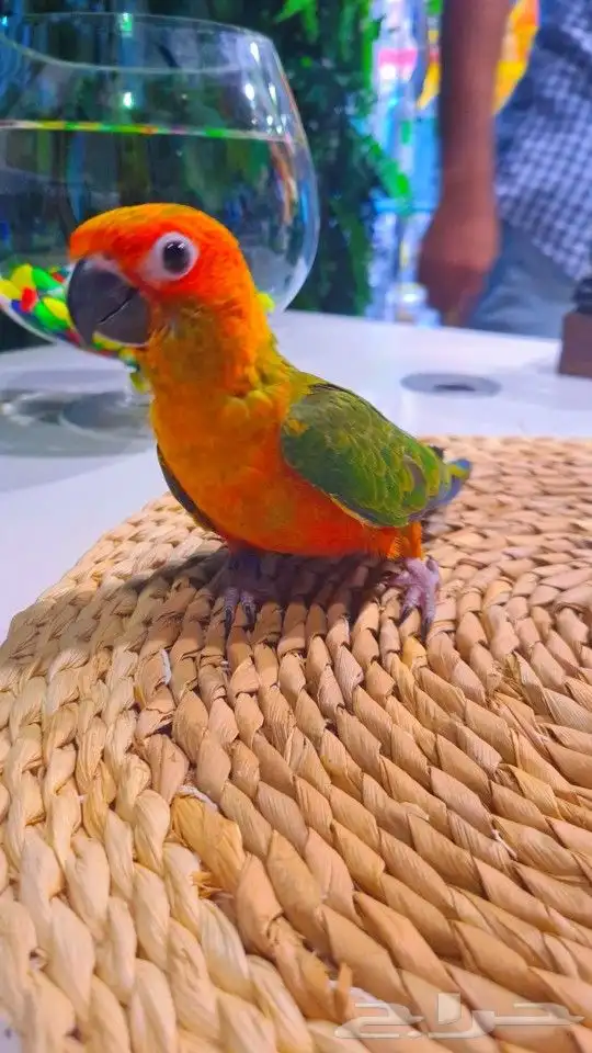 فروخ صن كنيور ((( 650 ريال))) تم البيع 0