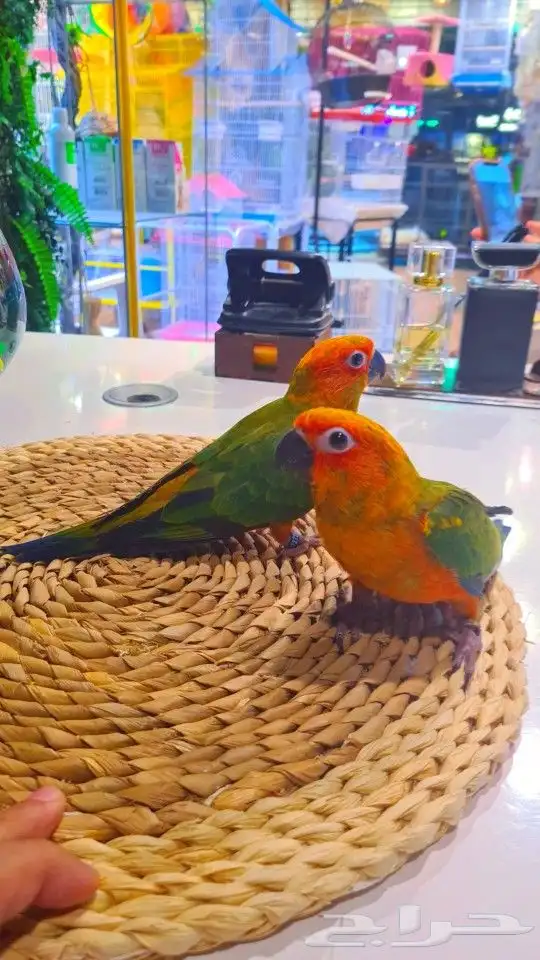 فروخ صن كنيور ((( 650 ريال))) تم البيع 21