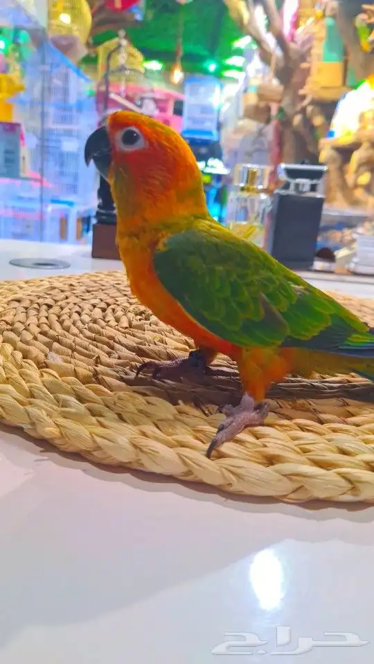 فروخ صن كنيور ((( 650 ريال))) تم البيع 38