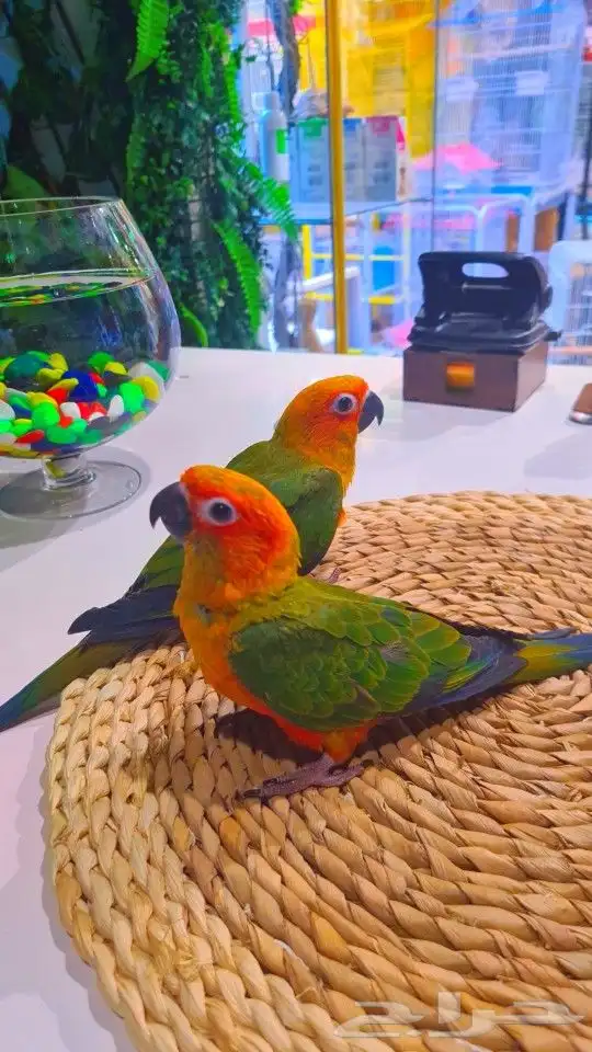 فروخ صن كنيور ((( 650 ريال))) تم البيع 34