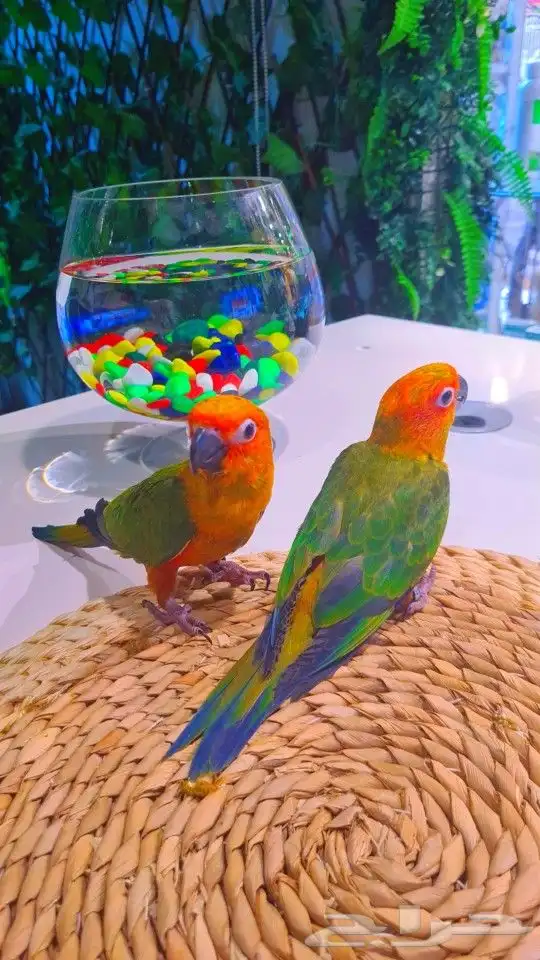 فروخ صن كنيور ((( 650 ريال))) تم البيع 29