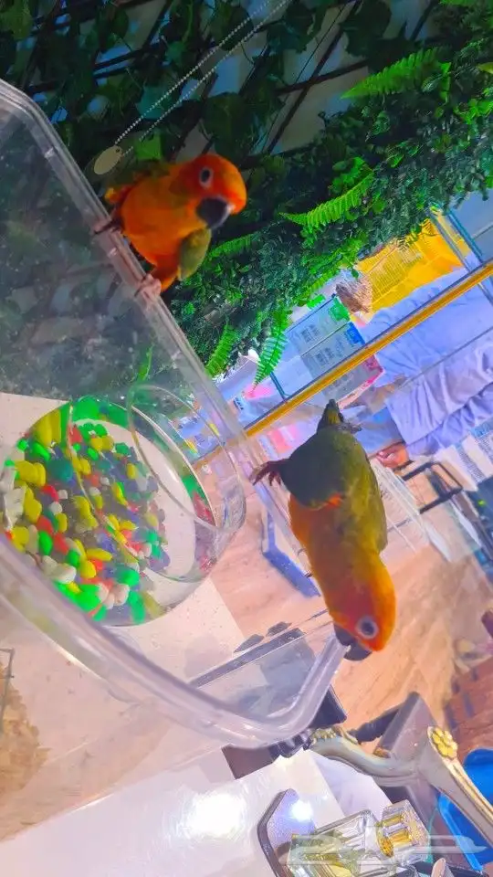 فروخ صن كنيور ((( 650 ريال))) تم البيع 31