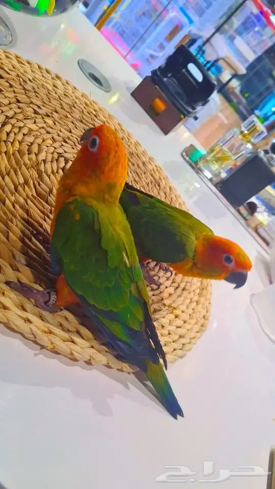 فروخ صن كنيور ((( 650 ريال))) تم البيع 8