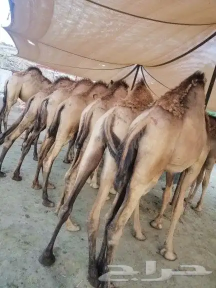 قعدان كفو مناسبات 2