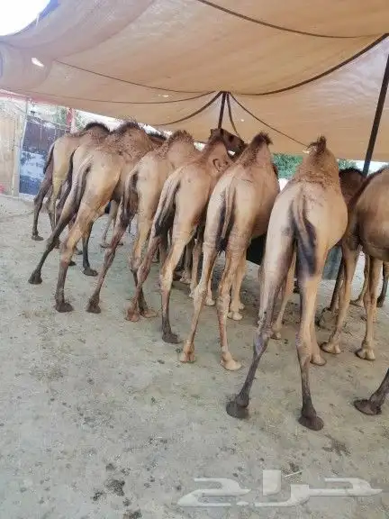 قعدان كفو مناسبات 1