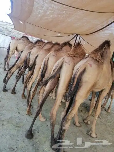 قعدان كفو مناسبات 3