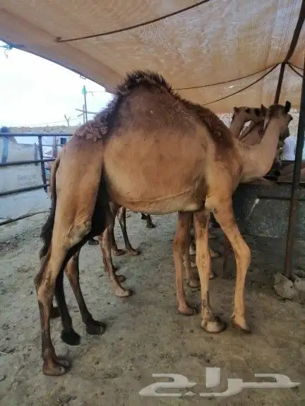 قعدان كفو مناسبات 0