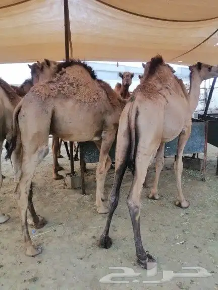 قعدان كفو مناسبات 4