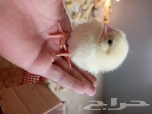 صوص لاحم روس للبيع 2