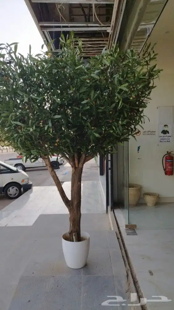 زيتون 2