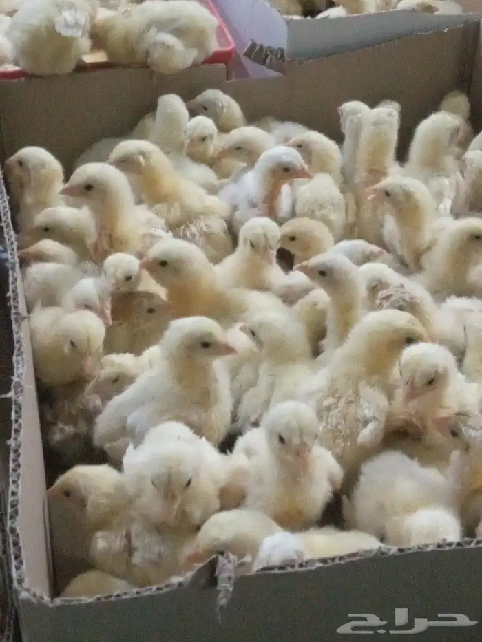 صوص لاحم روس للبيع 0