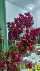 اشجار جهنميه الوان مختلفه اطوال 3متر 6