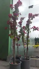 اشجار جهنميه الوان مختلفه اطوال 3متر 5