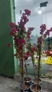 اشجار جهنميه الوان مختلفه اطوال 3متر 3