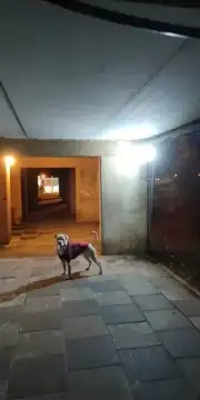 كميره وهميه كشاف 8