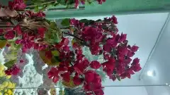 اشجار جهنميه الوان مختلفه اطوال 3متر 4