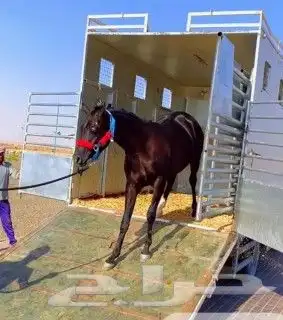 نقل خيل ديانه توصيل 2