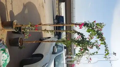 اشجار جهنميه الوان مختلفه اطوال 3متر 2