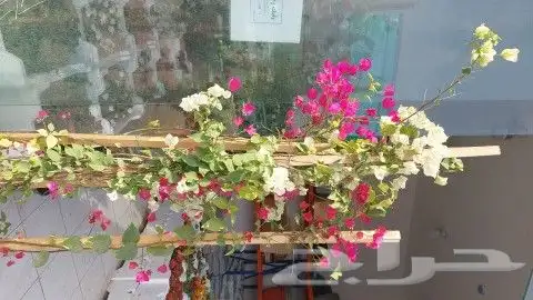 اشجار جهنميه الوان مختلفه اطوال 3متر 1