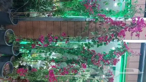 اشجار جهنميه الوان مختلفه اطوال 3متر 0