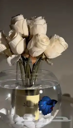 سمك الفايتر هاف مون تبوك 2