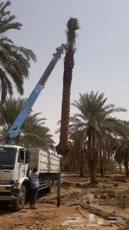 شبوك ونخيل 2