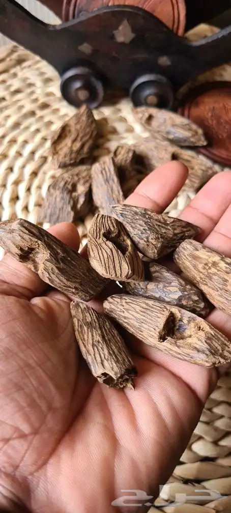 عود مروكي محسن 1