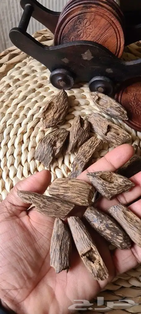 عود مروكي محسن 2