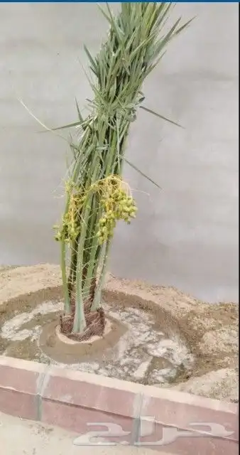 فسايل نخل مثمره للبيع فروخ نخل للبيع مثمر 8