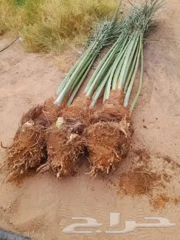 فسايل نخل مثمره للبيع فروخ نخل للبيع مثمر 7