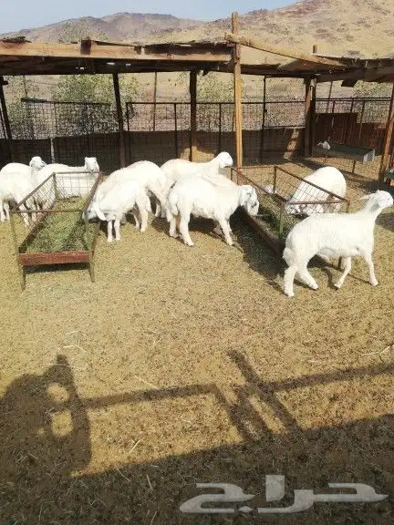 طليان ذبايح للمناسبات والزواجات والأسعار مناسبه جدا 0