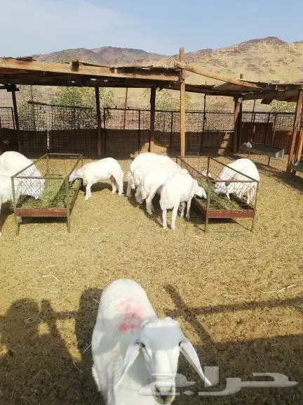 طليان ذبايح للمناسبات والزواجات والأسعار مناسبه جدا 1